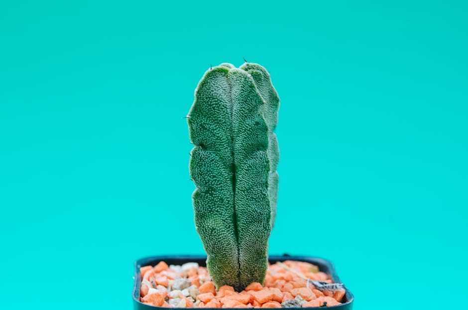 "How to Create an Indoor Vertical Garden on a Budget"